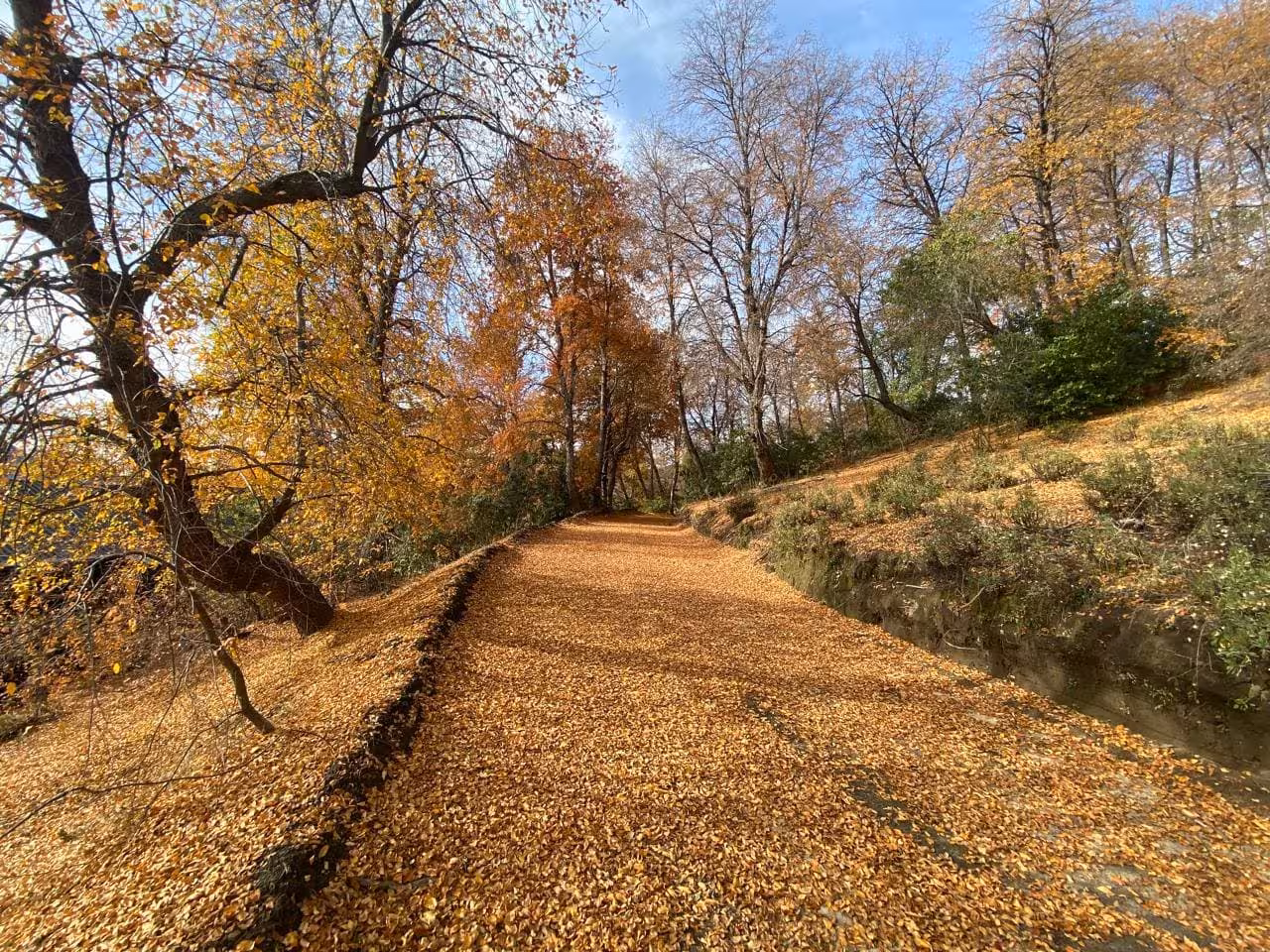 casa en medio del Bosque
